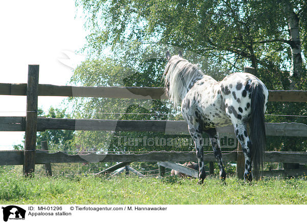 Appaloosa stallion / MH-01296