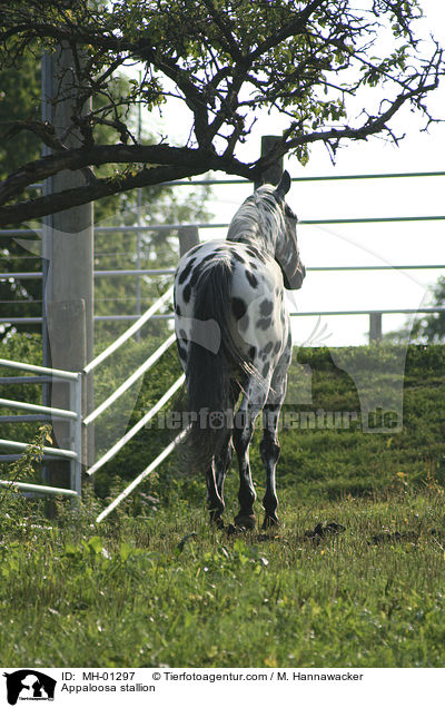 Appaloosa stallion / MH-01297