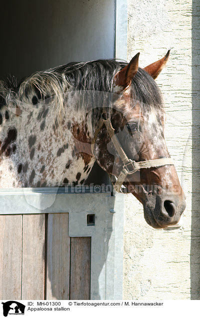Appaloosa stallion / MH-01300