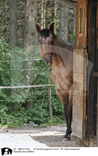 Appaloosa Hengst / Appaloosa stallion / MH-01303