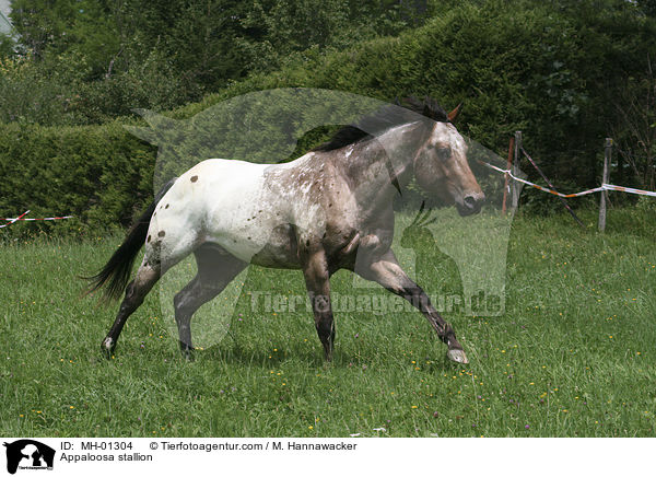 Appaloosa stallion / MH-01304