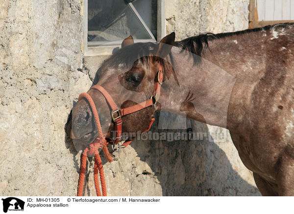 Appaloosa stallion / MH-01305