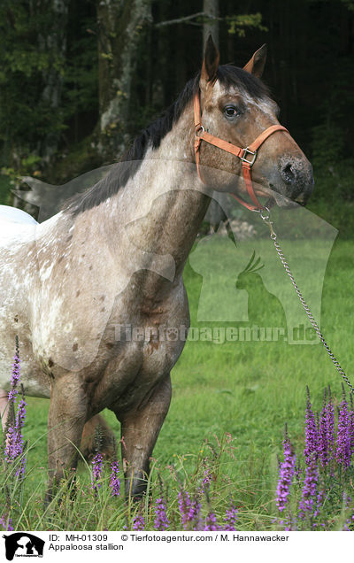 Appaloosa stallion / MH-01309