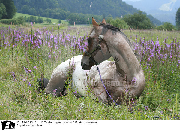 Appaloosa Hengst / Appaloosa stallion / MH-01312