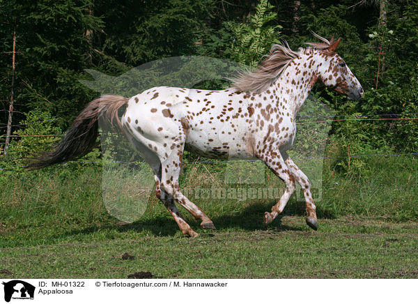 Appaloosa / Appaloosa / MH-01322