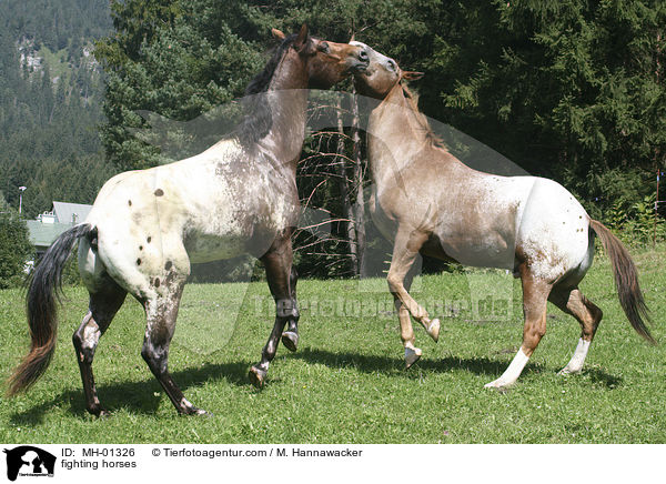 spielerischer Kampf / fighting horses / MH-01326