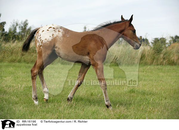 appaloosa foal / RR-16196