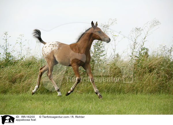 appaloosa foal / RR-16200