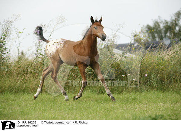appaloosa foal / RR-16202