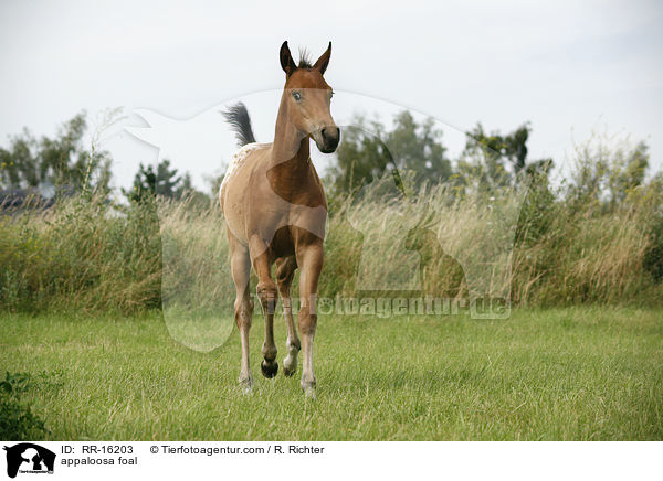 appaloosa foal / RR-16203
