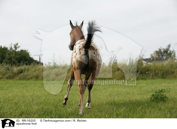 appaloosa foal / RR-16205