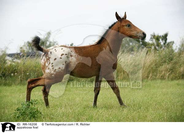 appaloosa foal / RR-16206