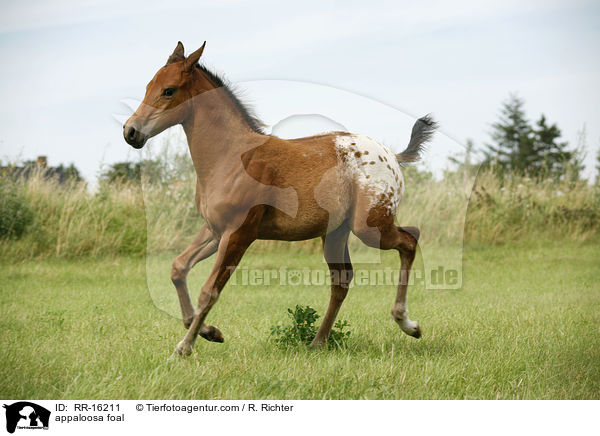 appaloosa foal / RR-16211