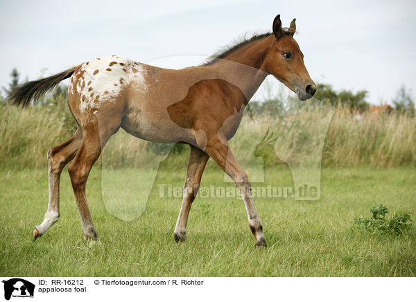 appaloosa foal / RR-16212