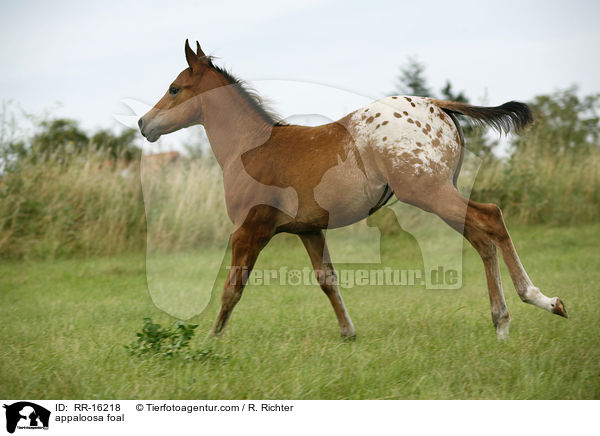 appaloosa foal / RR-16218