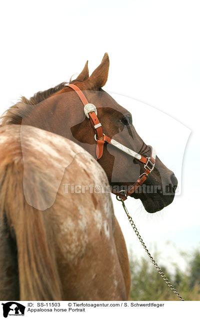 Appaloosa Stute Portrait / Appaloosa horse Portrait / SS-11503