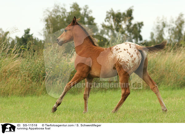 rennendes Appaloosa Fohlen / running Appaloosa foal / SS-11518