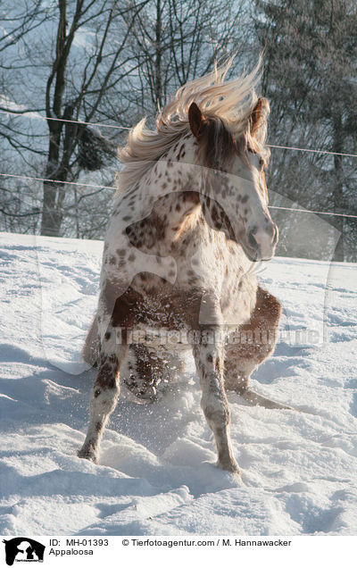 Appaloosa / Appaloosa / MH-01393