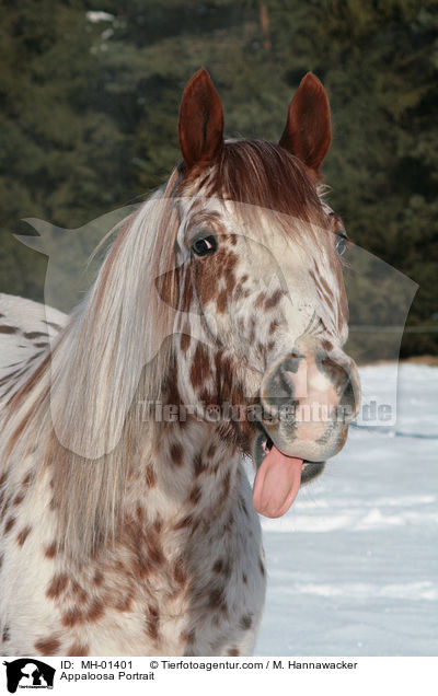 Appaloosa Portrait / Appaloosa Portrait / MH-01401