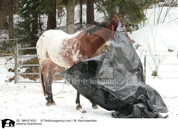 Appaloosa beim spielen / playing Appaloosa / MH-01403