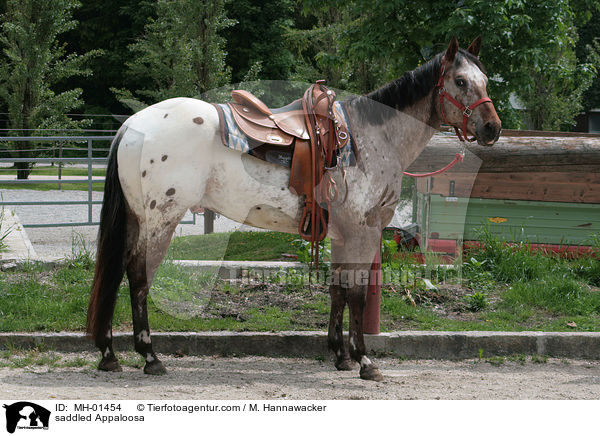 saddled Appaloosa / MH-01454