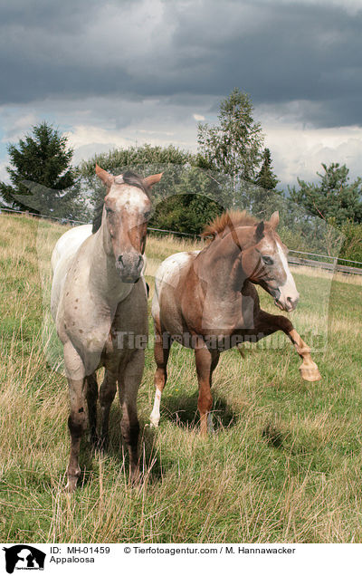 Appaloosa / Appaloosa / MH-01459