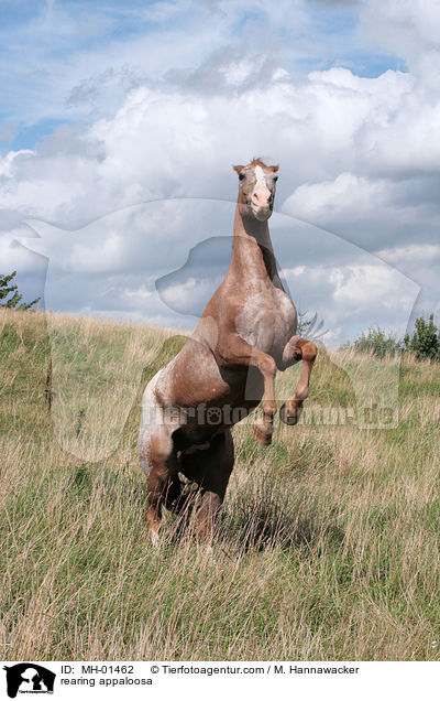 steigender Appaloosa / rearing appaloosa / MH-01462