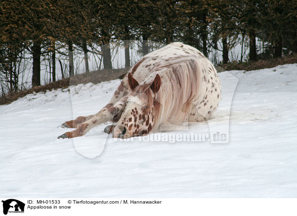 Appaloosa im Schnee / Appaloosa in snow / MH-01533