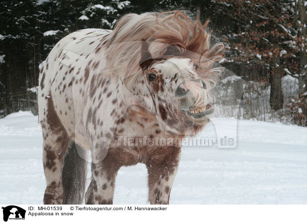 Appaloosa in snow / MH-01539