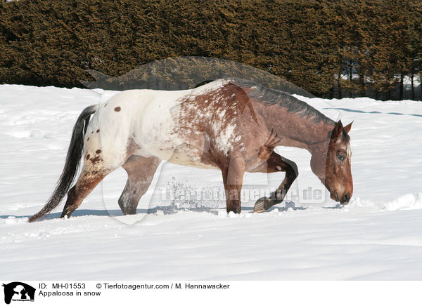 Appaloosa in snow / MH-01553