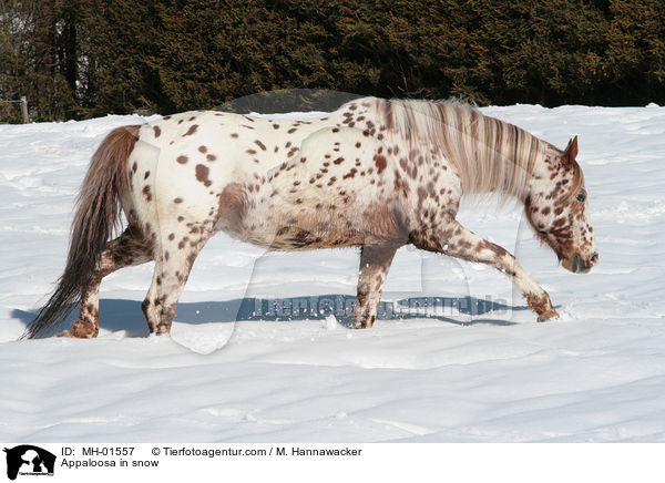 Appaloosa in snow / MH-01557