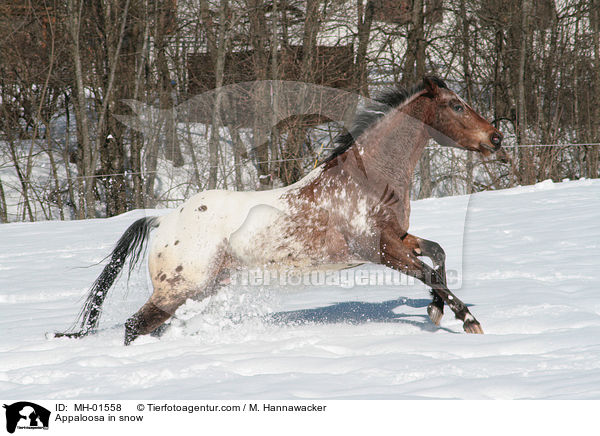 Appaloosa in snow / MH-01558