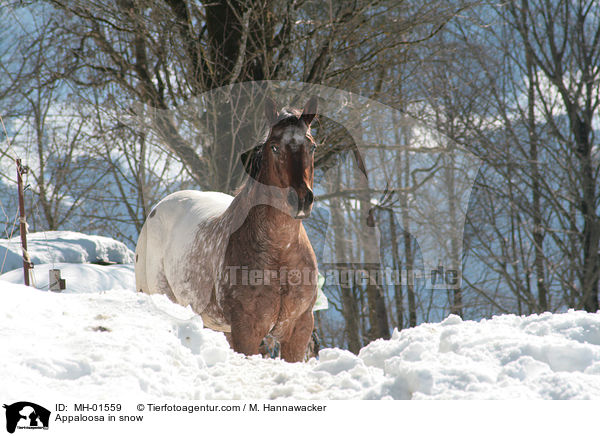 Appaloosa in snow / MH-01559