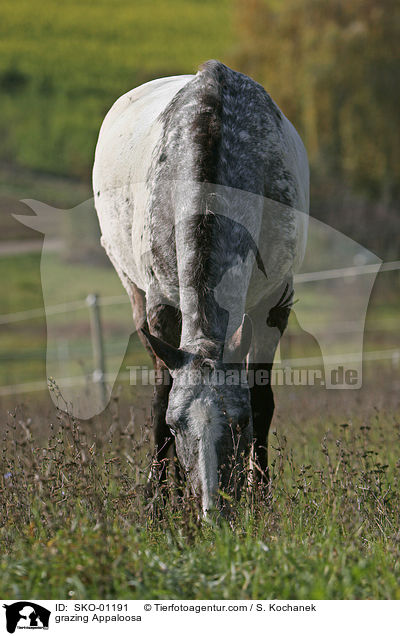 grazing Appaloosa / SKO-01191