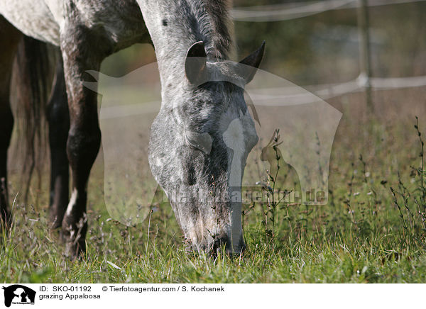 grazing Appaloosa / SKO-01192