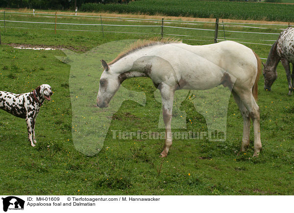 Appaloosa foal and Dalmatian / MH-01609