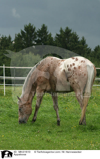 Appaloosa / Appaloosa / MH-01610