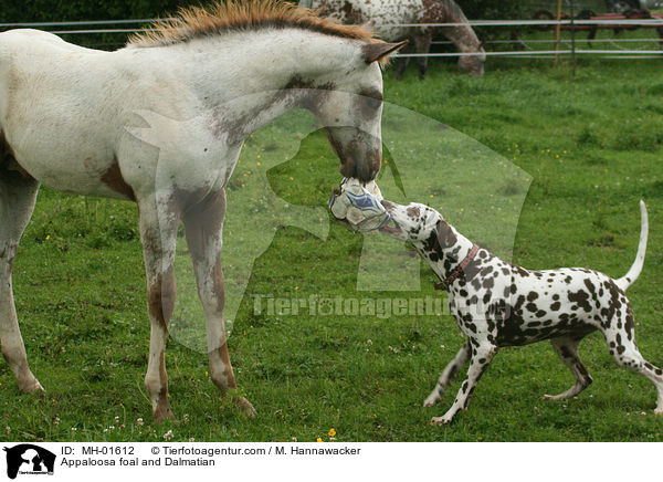 Appaloosa Fohlen und Dalmatiner / Appaloosa foal and Dalmatian / MH-01612