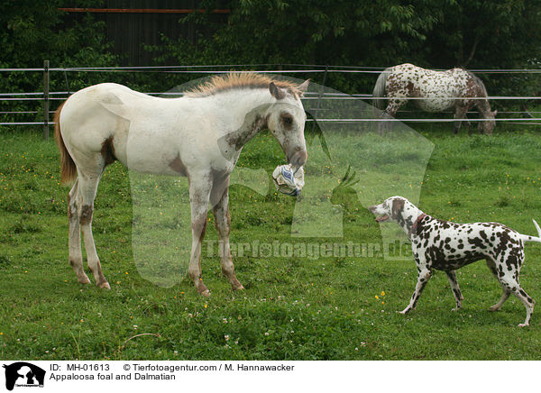Appaloosa foal and Dalmatian / MH-01613