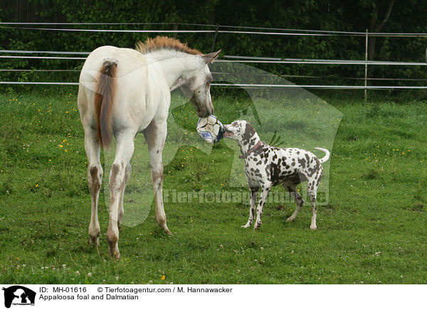 Appaloosa Fohlen und Dalmatiner / Appaloosa foal and Dalmatian / MH-01616