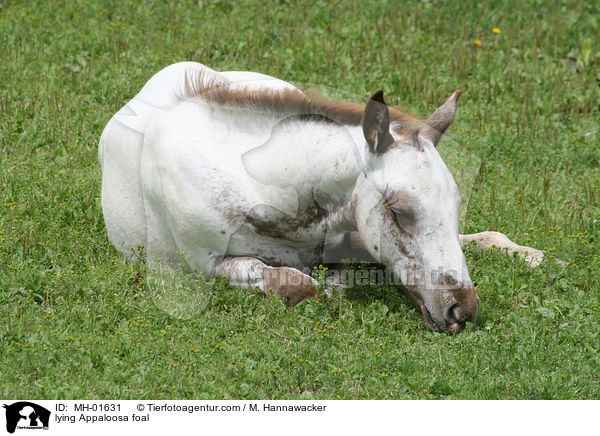 liegendes Appaloosa Fohlen / lying Appaloosa foal / MH-01631