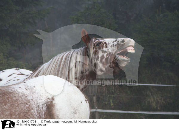 whinnying Appaloosa / MH-01703