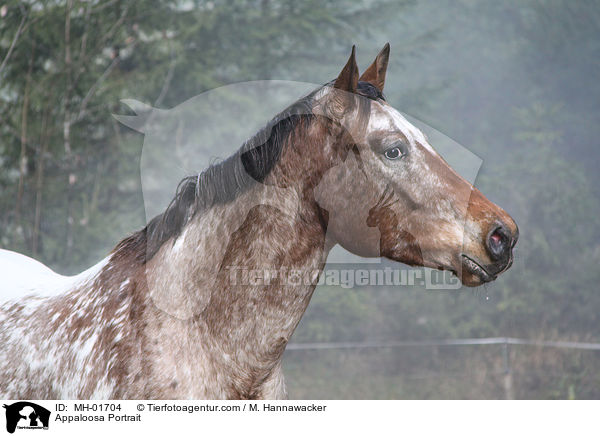 Appaloosa Portrait / MH-01704