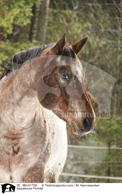 Appaloosa Portrait / MH-01706