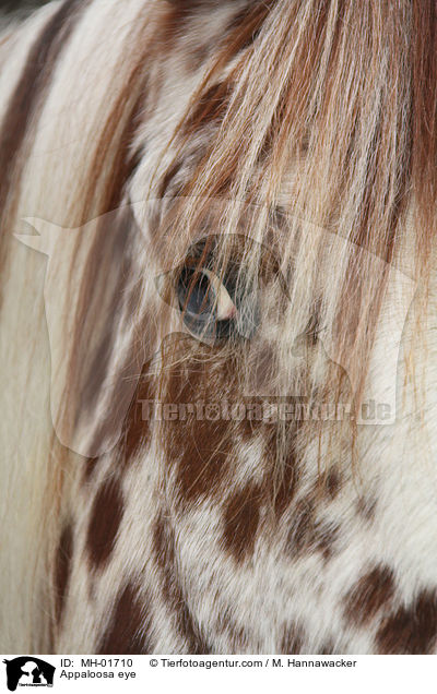 Appaloosa eye / MH-01710