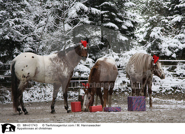 Appaloosas feiern Weihnachten / Appaloosas at christmas / MH-01743