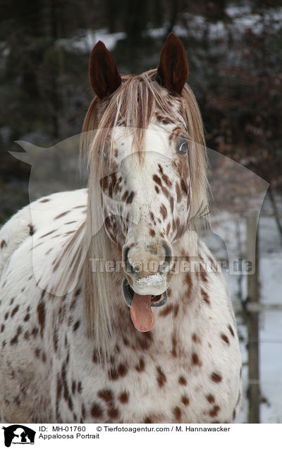 Appaloosa Portrait / Appaloosa Portrait / MH-01760