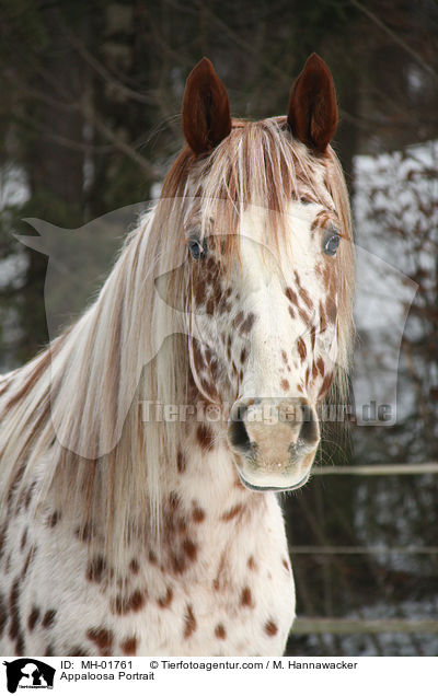 Appaloosa Portrait / MH-01761