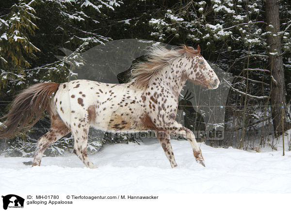 galloping Appaloosa / MH-01780