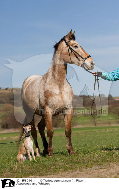 Appaloosa und Whippet / Appaloosa and Whippet / IPI-01611